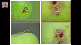 ذبابة ثمار الفاكهة ... الوقاية وطرق المكافحة