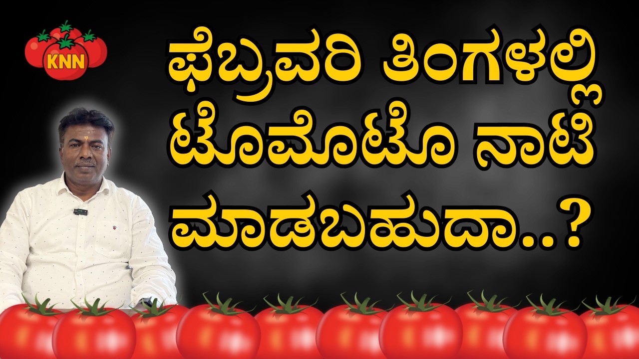 ಫೆಬ್ರವರಿ ತಿಂಗಳಲ್ಲಿ ಟೊಮೊಟೊ ನಾಟಿ ಮಾಡಬಹುದಾ..? |  Can tomatoes be planted in February?