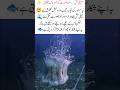 "Jellyfish Mystery 🪼✨" #Jellyfish #viralvideo #viralshort #viral #ytshorts #yt