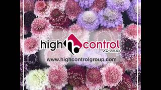 All Flowers - All Quality - All Controlled By Hcg