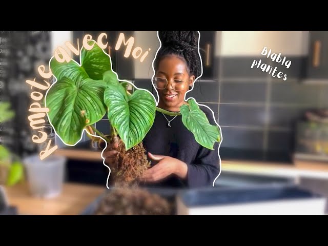 Plantes en pot : ce signe sous-estimé vous dit si vos racines suffoquent… ou respirent correctement