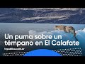 Puma avistado sobre un bloque de hielo en El Calafate, Santa Cruz - Mañanas Públicas