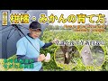 【完全版】常識を覆す革新的技術!!柑橘・みかんの育て方と植物ホルモン【せがた農園 瀬片元治さん】
