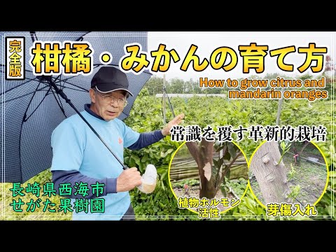 完全版】常識を覆す革新的技術！！柑橘・みかんの育て方と植物ホルモン