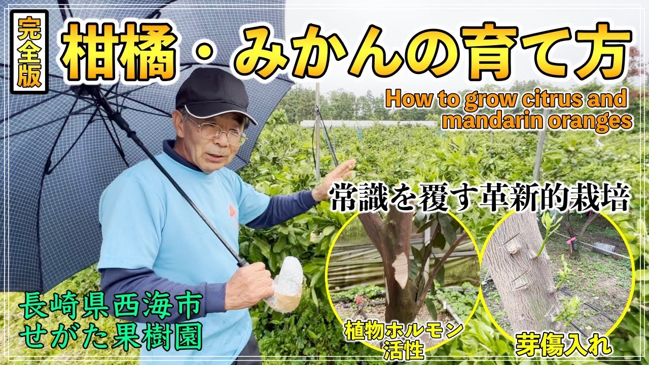 【完全版】常識を覆す革新的技術！！柑橘・みかんの育て方と植物ホルモン【せがた農園 瀬片元治さん】