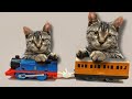 บริ้งค์ไบรท์ | แมวเล่นรถไฟโทมัส