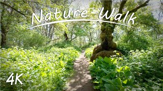 Wildflower Meadow & Woodland Walk | 4K Virtual Nature Hike | Nature Sounds