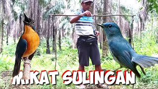 mikat sulingan di kebun kelapa sawit burungnya mantap jiwa