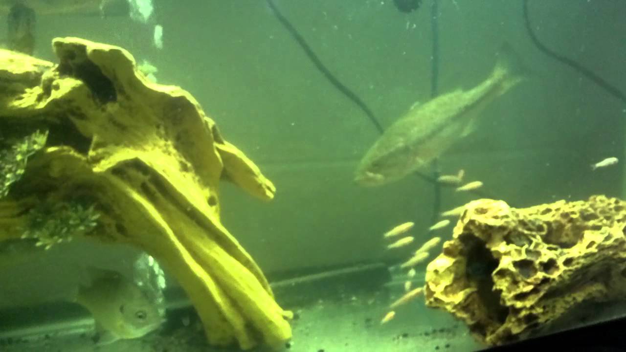 Bass & Crappie eating. YouTube