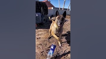 Cậu bé gặp nguy hiểm được chú chó thông minh cứu mạng #shorts  #camerangocdiep  #docla  #nguyhiểm