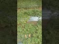 ऑर्गेनिक टिंडा