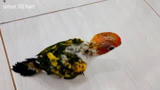 sun conure (pertumbuhan baby sc sampai free fly)