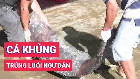 Ngư dân trúng cá mú đen, cá cờ biển khổng lồ