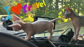 Sphinx kittens in Truck 🚛😻 by PetTanFun 184 views 1 month ago 1 minute, 47 seconds