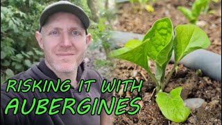 Aubergines into the Market Garden Polytunnel despite BAD SPRING