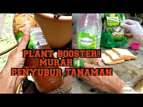 Video: Roti Untuk Nutrisi Tanaman