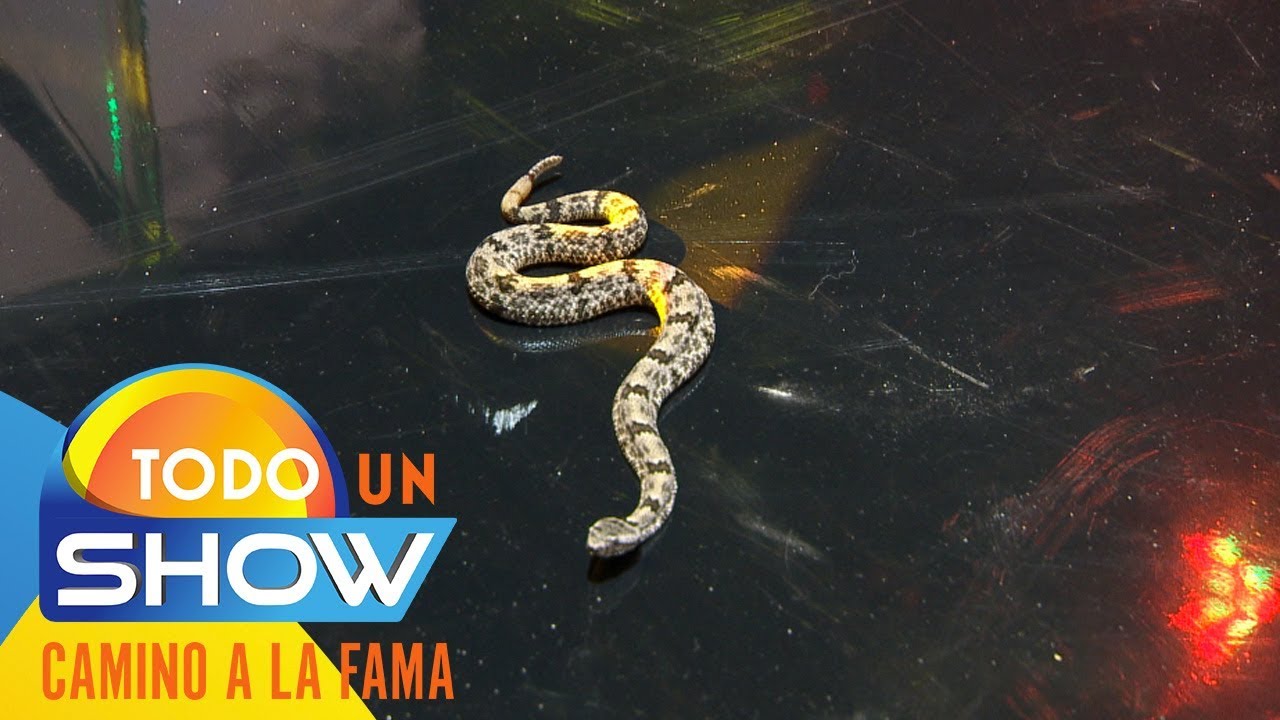 tv azteca uno La ven chiquita pero puede matarte en minutos... | Todo un show