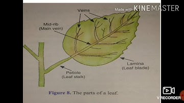 CBSE AND HBSE CLASS 6TH SCIENCE CHAPTER - GETTING TO KNOW PLANTS - PART 2