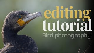 Editing a Bird photo: Easy step-by-step Tutorial screenshot 4