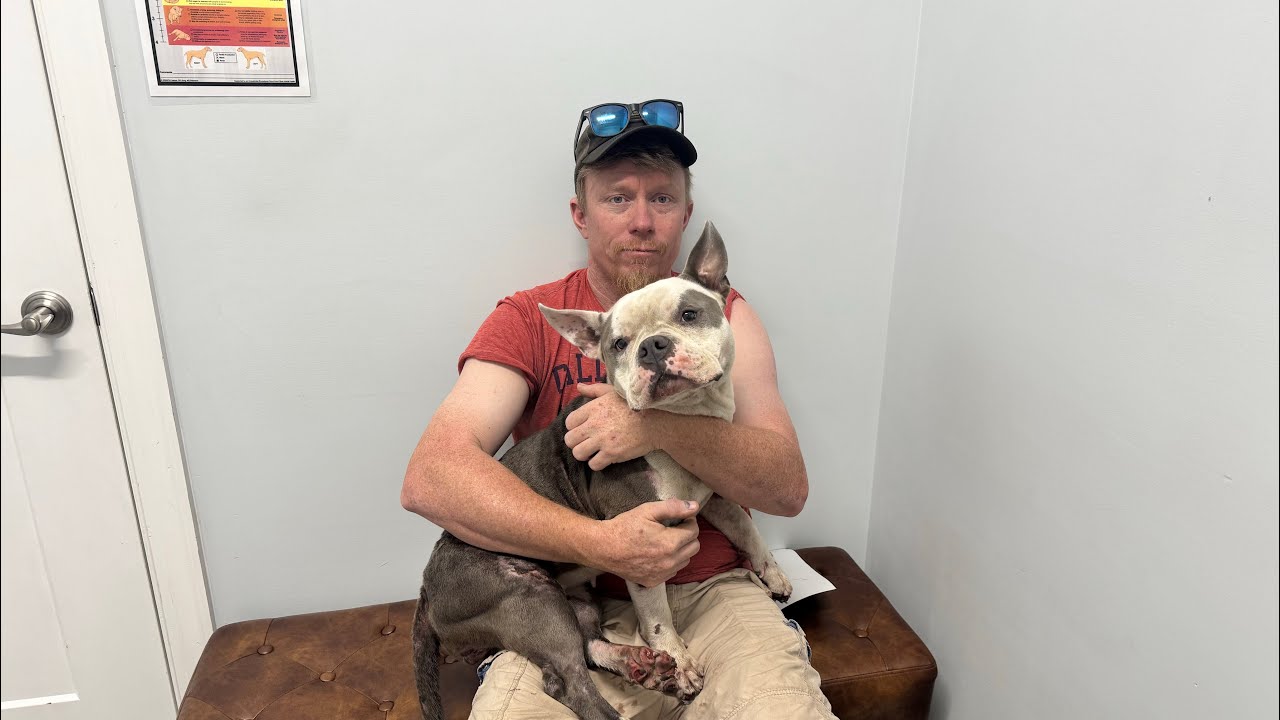 We got a call for a dog hit by a car - YouTube