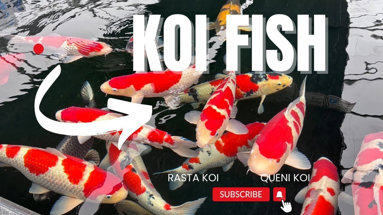 Koi Fish - Look what I found at Queni Koi Leicester England- 
