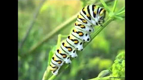Marisa Donovan Lifecycle of Butterfly