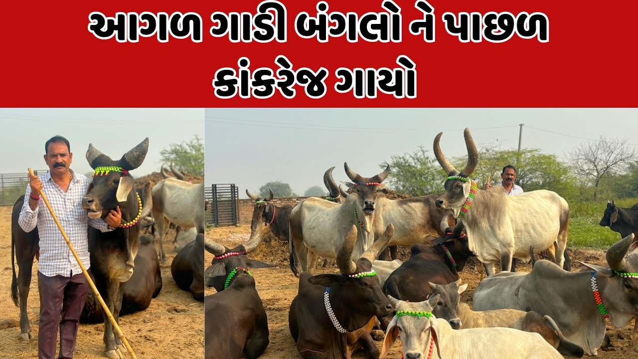 ૨૫ વર્ષથી એક ગાય વેચી નથી 😱-દિનેશભાઈ ગૌપ્રેમી 