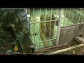 Thai Tiger Temple probe discovers possible slaughterhouse