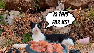 Homeless cat family reacts to canned cat food!