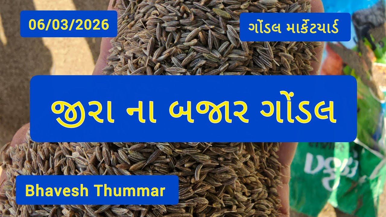 નવા જીરું ના બજાર ભાવ l 06/03/2026 l ગોંડલ માર્કેટયાર્ડ  l Bhavesh Thummar #trending #youtube #viral