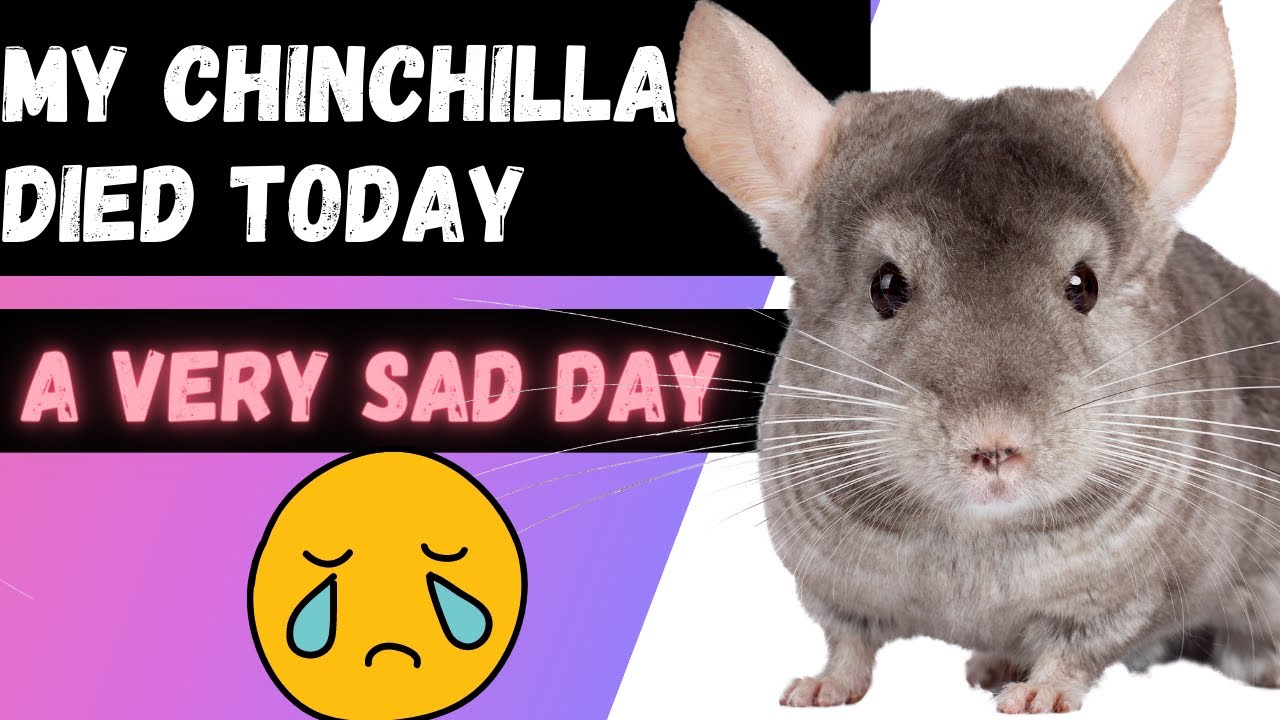 Chinchilla Illness and Death (My Chinchilla Died Today) YouTube