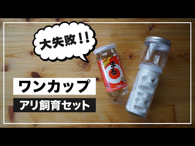 This is no good!] Can you make an ant breeding cage using a cup