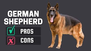 German Shepherd: The Pros & Cons of Owning One by Pet Room 1,973 views 1 year ago 4 minutes, 55 seconds