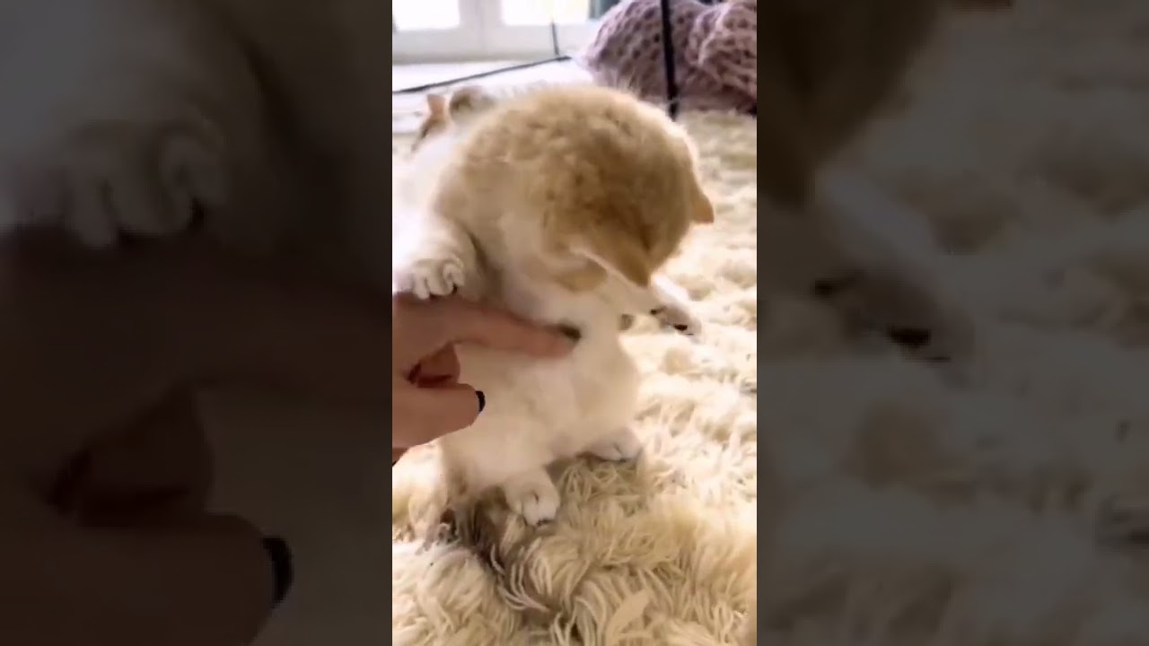 Anak kucingnya gemesin ,Cats Cute 