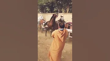 خطر هروب حصان تزاوج 