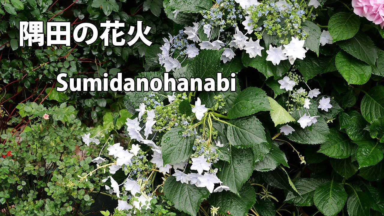 花 chisamama 4K】隅田の花火 Sumidanohanabi 2024年6月3日 June 3, 2024