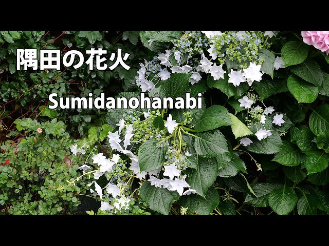 4K】隅田の花火 Sumidanohanabi 2024年6月3日 June 3, 2024
