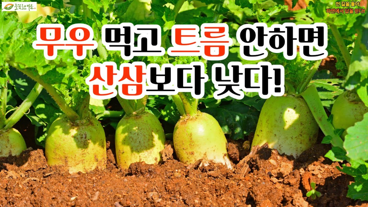 “천연소화제 가을무우” 무우 먹고 트림 안하면 산삼 보다 낫다! - YouTube
