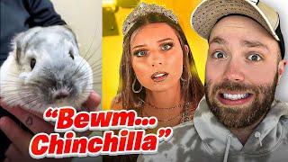 Bewm Chinchilla With