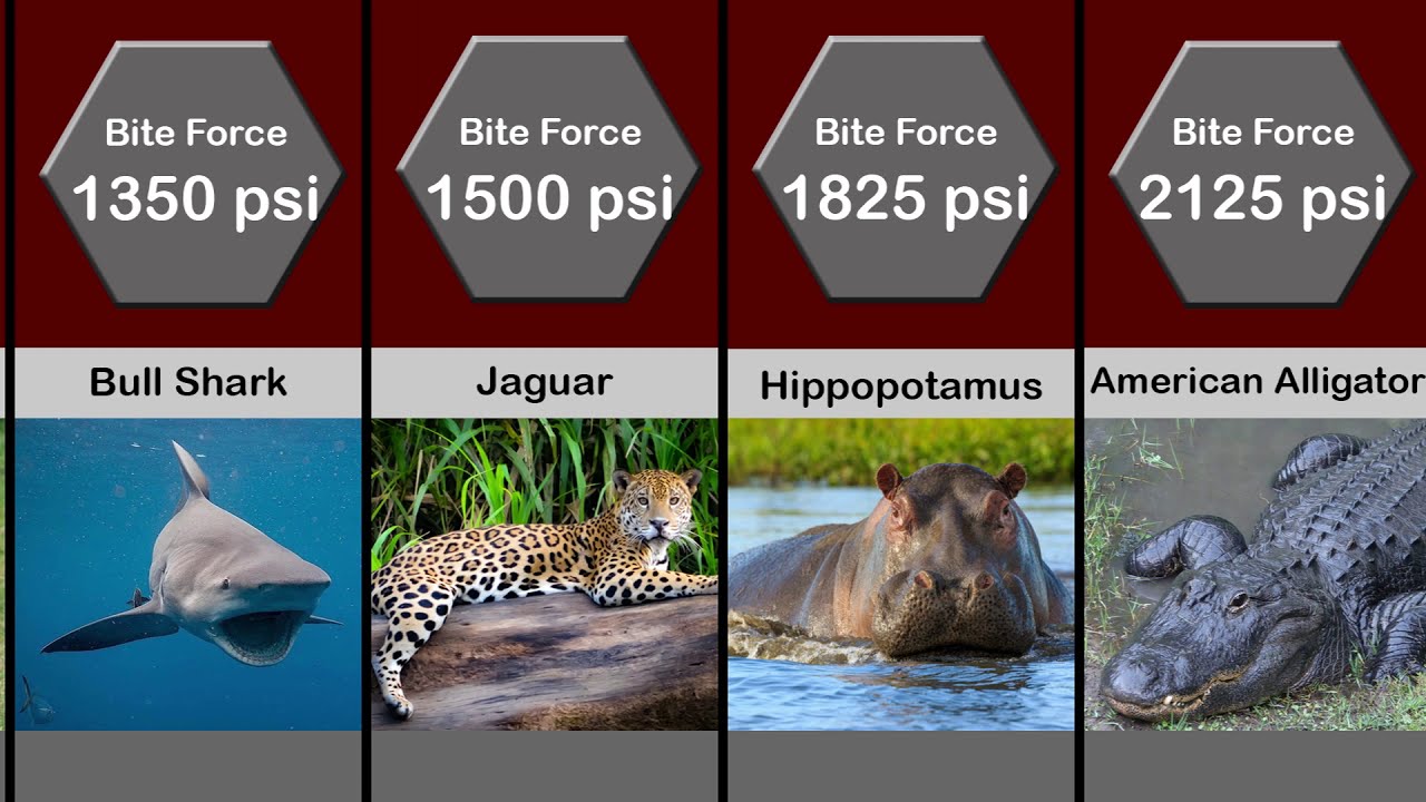Comparison: Animal Bite Strength