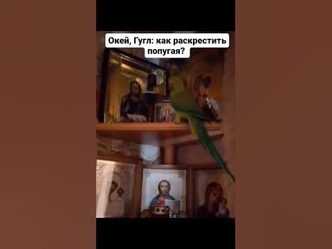 верующий попугай🤣 - YouTube