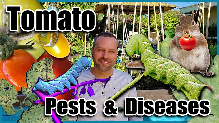 Tomato Pests & Diseases and How to Fix Them With Organic Solutions