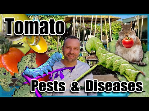 Video: Tomateninsectenschade - Wat zijn veelvoorkomende insectenplagen van tomaten