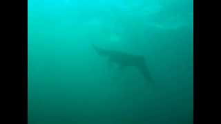 DSCF8364.AVI