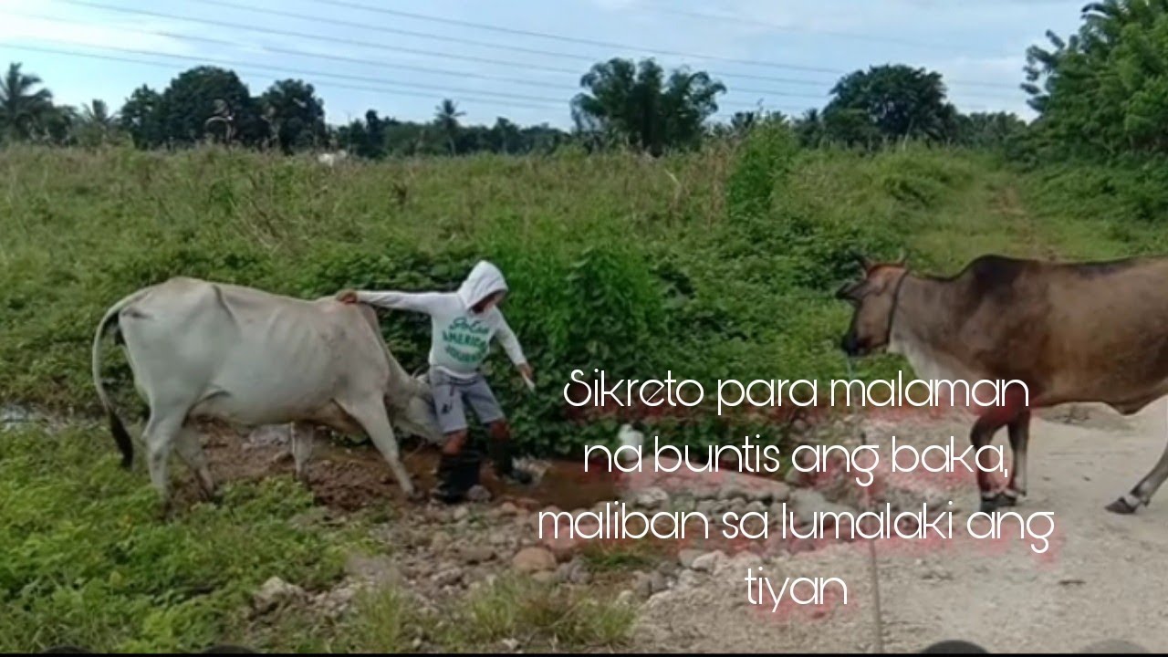 SIKRETO KUNG PAANO MALAMAN NA BUNTIS ANG BAKA