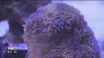 Florida scientists announce coral breeding breakthrough; could save global reefs