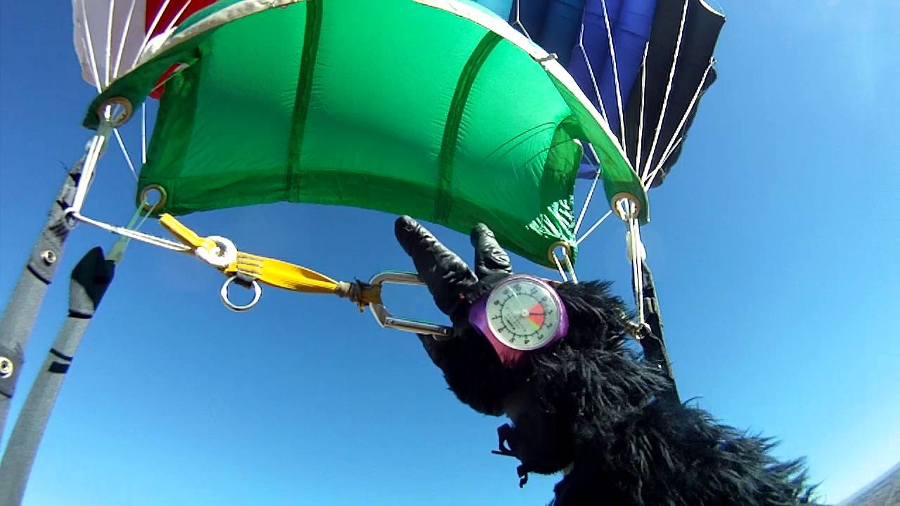 1 Arm Skydiver Gorilla Jump for 600th Skydive 011616 YouTube
