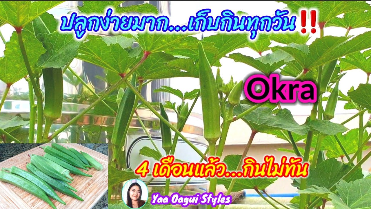 ปลูก กระเจี๊ยบ เขียว 2022 New #ปลูกกระเจี๊ยบเขียวบนดาดฟ้า #ทำสาวกระเจี๊ยบเขียว #EasytoPlantGreenOkra | ปลูกครั้งเดียวคุ้ม‼️