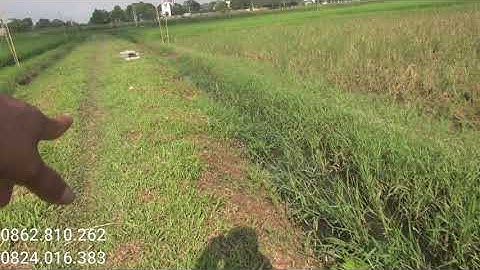 Những yếu tố quan trọng để đánh được nhiều Chim Rẽ Giun?