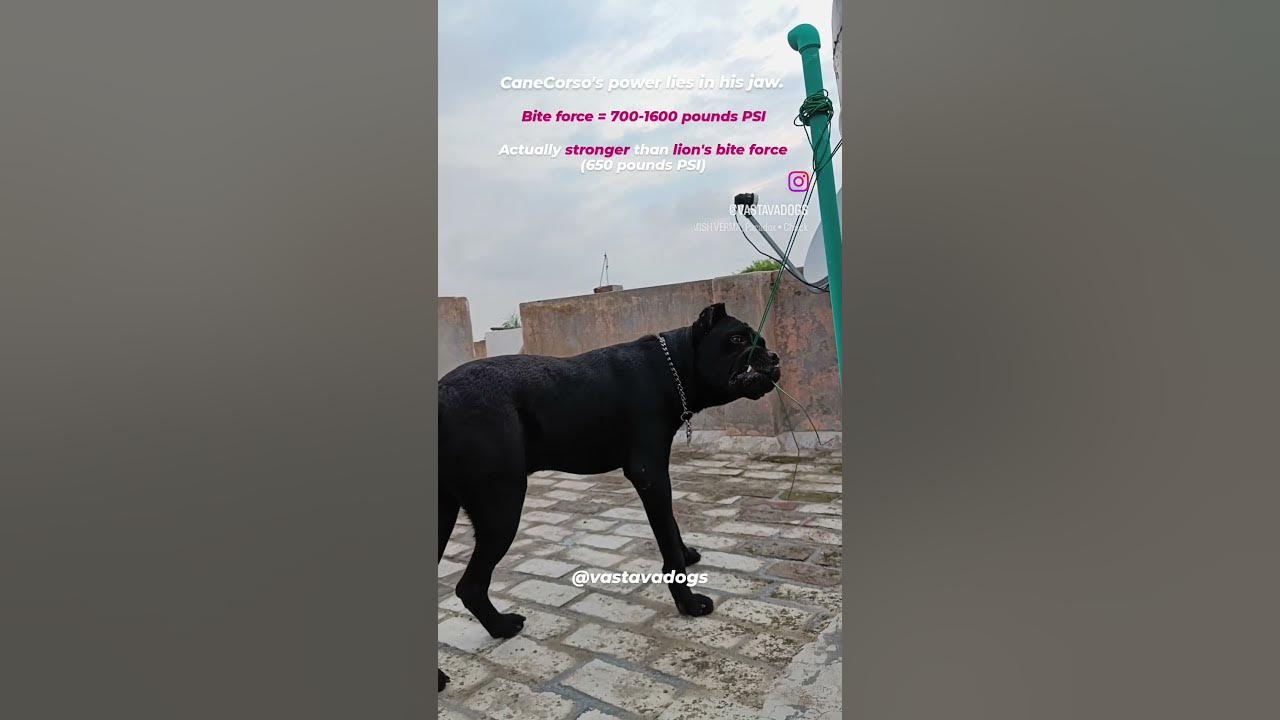 Cane Corso Bite Force 700 1600 Pounds PSI Is Stronger Than Lion s cane-corso-bite-force-700-1600-pounds-psi-is-stronger-than-lion-s